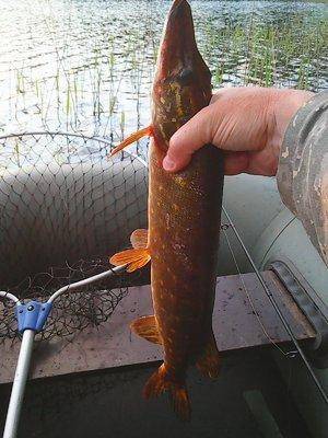 574745736961a_26055.thumb.jpg.8be91f8b70