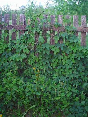 574746f4a03b6_26056.thumb.jpg.57ffdde375