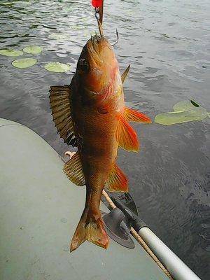 574848b7c0d5c_27.05.2016010.thumb.jpg.96