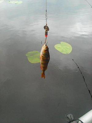 5749d24642b5f_28.05.2016010.thumb.jpg.85