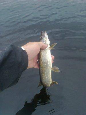 5749f7095f6d4_3431.thumb.jpg.4dd935d69ee