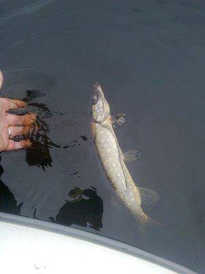 5749f721d1719_3432.thumb.jpg.032cdadcc06