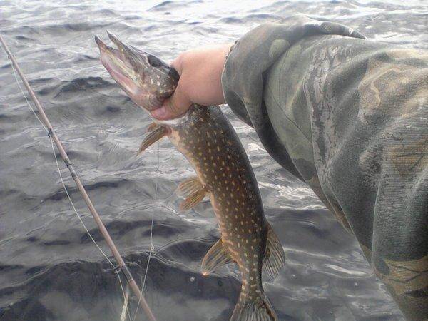 574afc596158f_-0235.thumb.jpg.c264a68d83