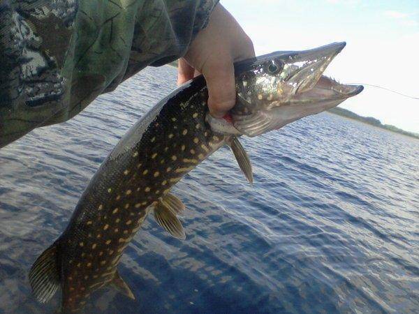 574afc5baa32c_-0236.thumb.jpg.a09e48fc36