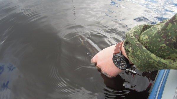 DSCN7112.thumb.JPG.677ad85c610534193b4bc