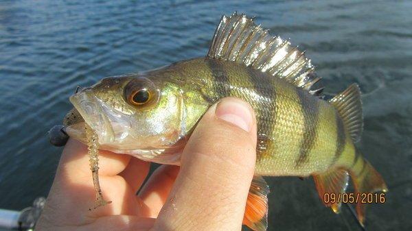 IMG_1506.thumb.JPG.e718e64e5a2f151aadfa4