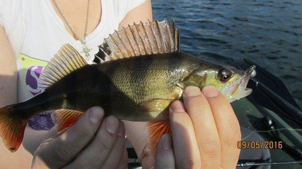 IMG_1515.thumb.JPG.385d439ff096a2a78bbfe