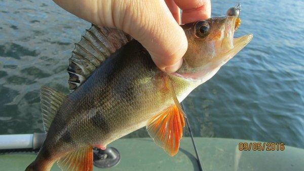 IMG_1518.thumb.JPG.7ac9258e3a62db4923b30