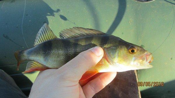 IMG_1521.thumb.JPG.e650864ebf7d32b3fc864