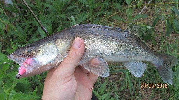 IMG_1554.thumb.JPG.331da45a2c0171a5e53f4