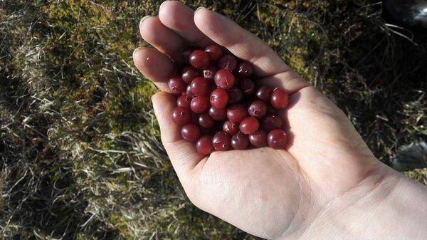 IMG_20160508_085502.thumb.jpg.fc2e1ed71a