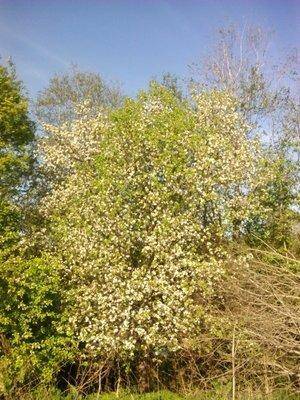 IMG_20160514_171950.thumb.jpg.462b6572b0