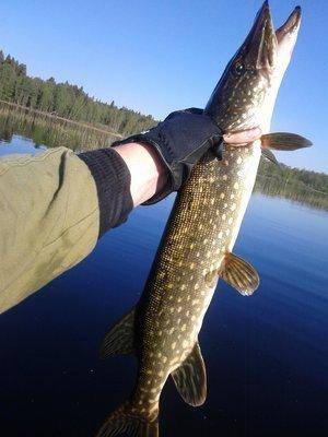 IMG_20160515_073841.thumb.jpg.0c74ee38be