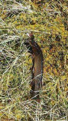 IMG_20160515_131700.thumb.jpg.67421489c3