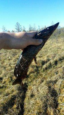 IMG_20160515_170601.thumb.jpg.0156ff99ff