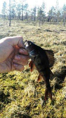 IMG_20160515_170632.thumb.jpg.dcf33089ca