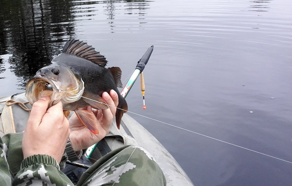 IMG_20160528_081946.thumb.png.171794cdff