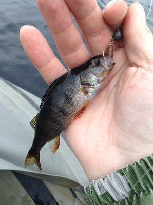 IMG_4555.thumb.JPG.3c75eb86276a9f5be4d12