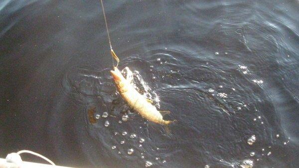 IMG_6809.thumb.JPG.57499162f2deed1e5f2b4