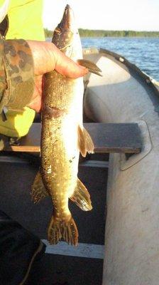 IMG_6812.thumb.JPG.a382fda99c655966f5c32