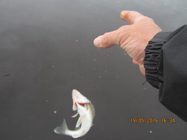 IMG_8920.thumb.JPG.a27091fd31a315d59b838