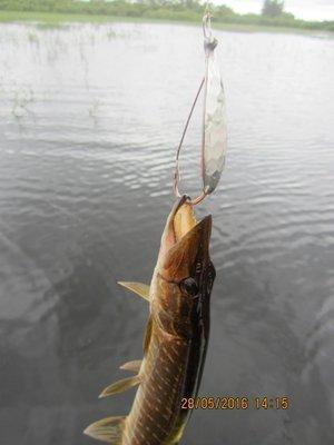 IMG_9225.thumb.JPG.f38693f06319437935e71