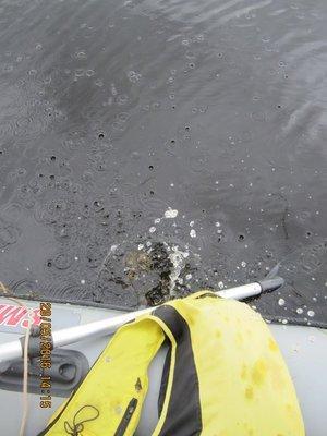 IMG_9228.thumb.JPG.a5d4a5e6b70d8f269bbc3