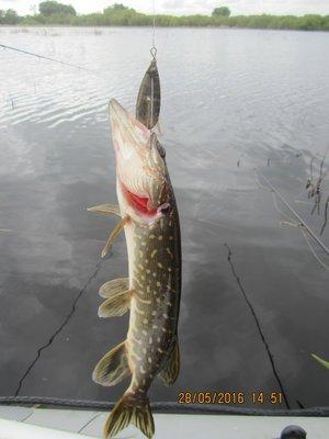 IMG_9229.thumb.JPG.681eff16d5e82a49a9a41