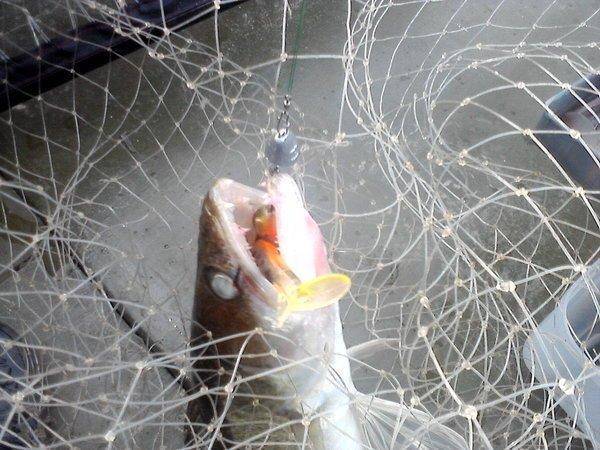 P14-07-15_20.35.thumb.jpg.dc25ed61b439a2