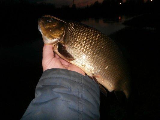 P4270672.thumb.JPG.474f0ed73520ac014e953