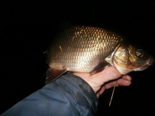 P4270673.thumb.JPG.01bca98488a79fd34e004