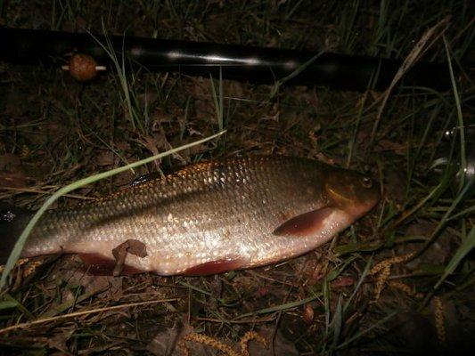 P4280677.thumb.JPG.58c265dc5643a73bace9f