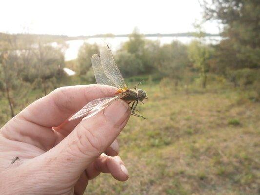 P5070698.thumb.JPG.a69e7ed8f0feadaacbc11