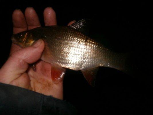 P5070700.thumb.JPG.d7d59f335dc04cc6c5bf6