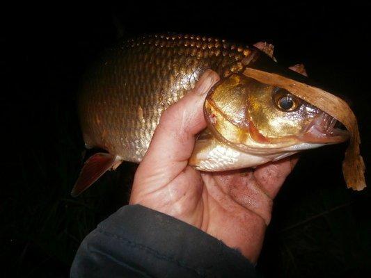 P5070702.thumb.JPG.abe51f0d5adb450b57fe3