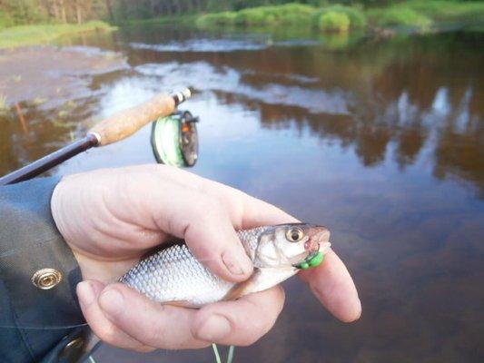 P5180750.thumb.JPG.2753e71d2661937479439