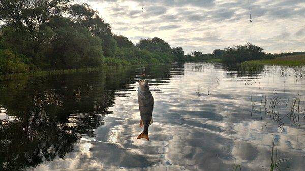 P_20160529_061719_HDR.thumb.jpg.2a6f8b37