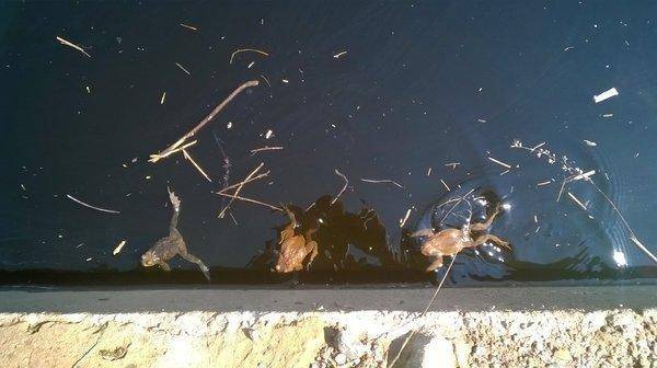 WP_20160501_020.thumb.jpg.0e9f3b6a3ebc09