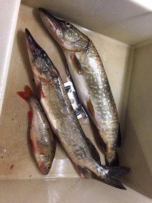 image.thumb.jpg.7dbee0f4b841ab60eac74180