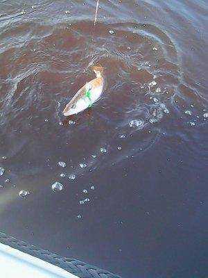 57505d5b42e4c_01.06.2016012.thumb.jpg.28