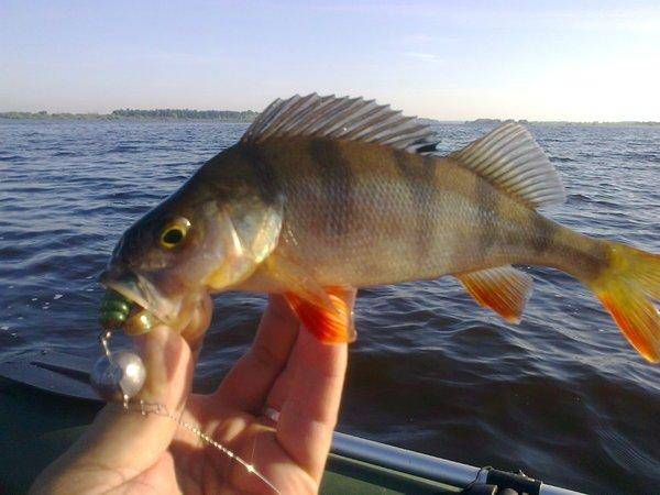 57516cdae10a0_3435.thumb.jpg.8e11d651fcb