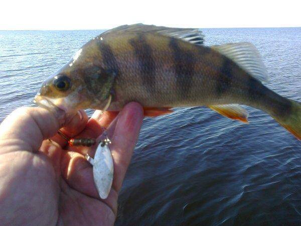 57516cdfd3c39_3436.thumb.jpg.c7831aff88b