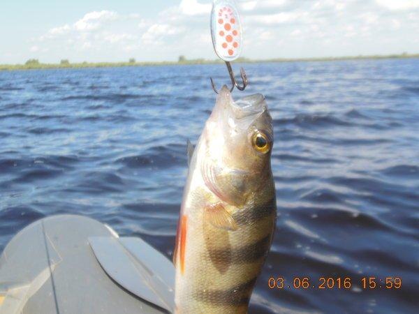 5751a3bb406bc_DSCN31481.thumb.JPG.34a122