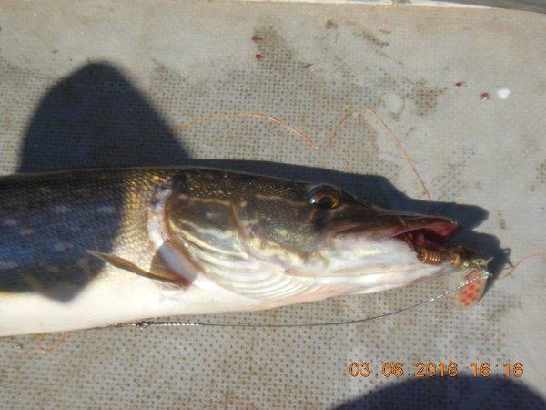 5751a401edd2a_DSCN31501.thumb.JPG.3f2339