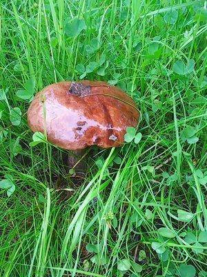 Грибы 12.06.2016 001.jpg