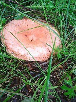 Грибы 12.06.2016 002.jpg