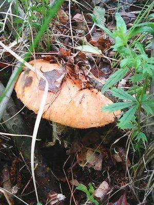 Грибы 13.06.2016 001.jpg