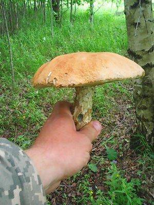 Грибы 13.06.2016 017.jpg