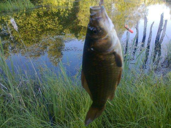 5766957e615a9_3576.thumb.jpg.b088713079b