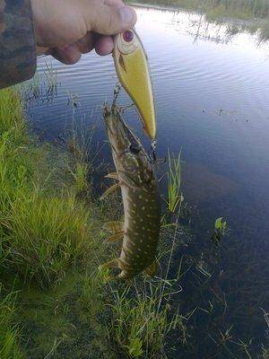 5766fc2db3dc7_3584.thumb.jpg.958133ae2f7